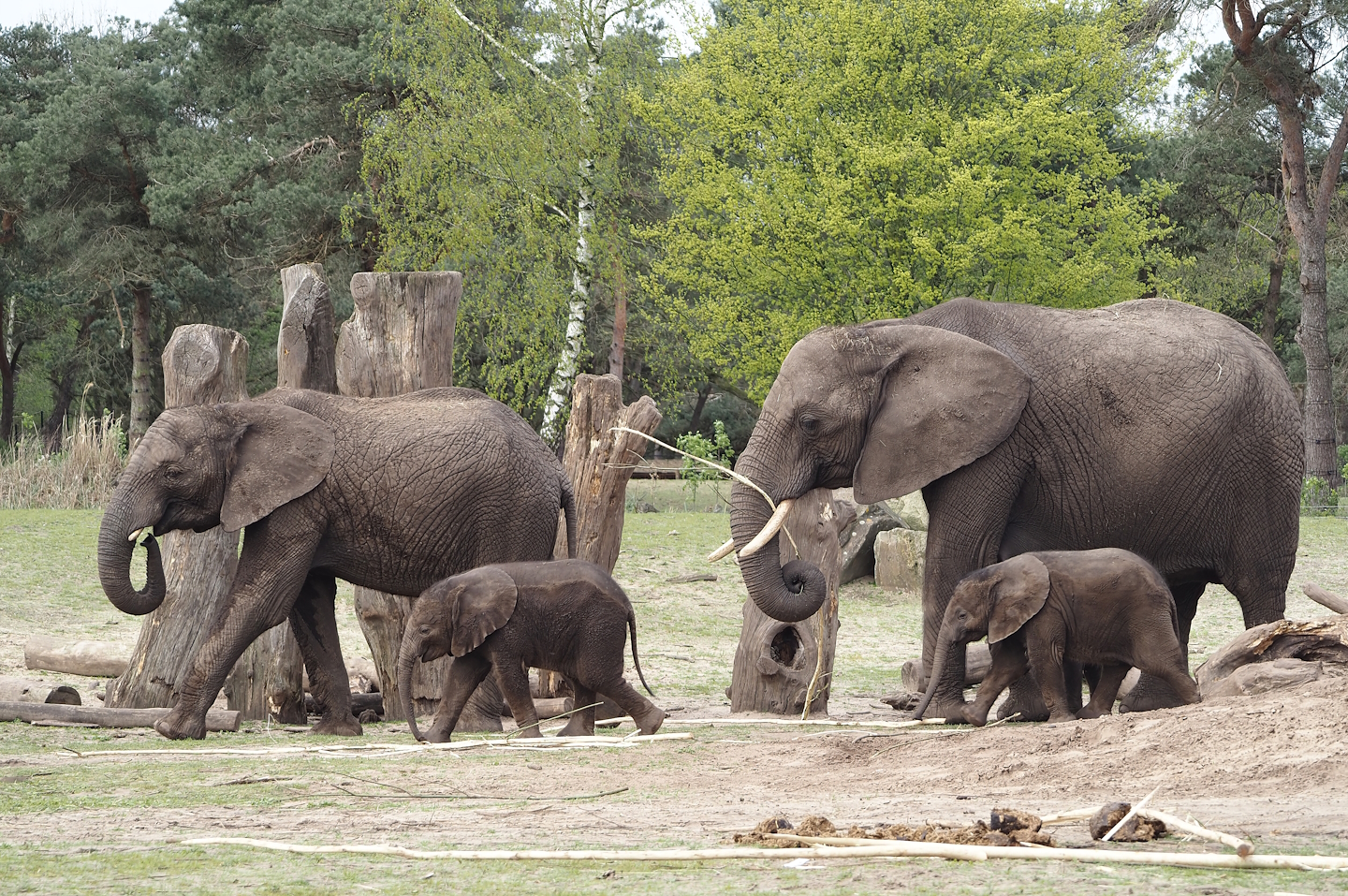 African bush elephant cows and calves (Loxodonta africana), 2024-04-06