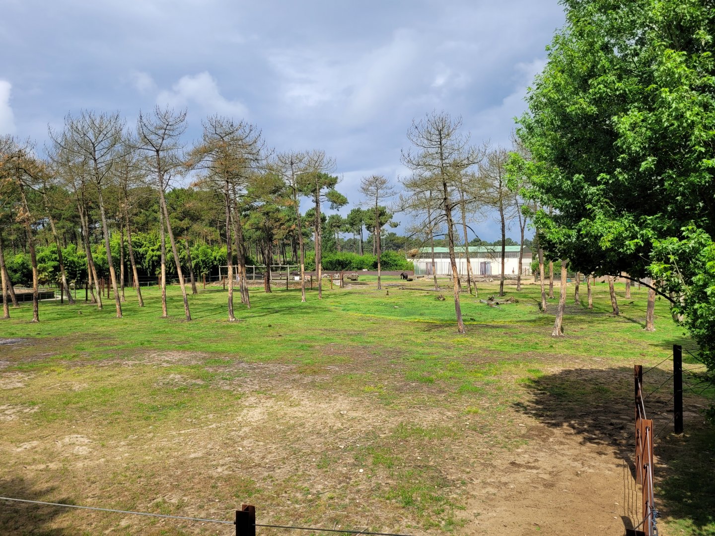 African bush elephant exhibit -Zoo du bassin d'Arcachon (2024)