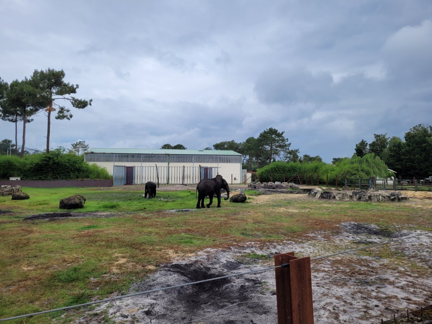 African bush elephant exhibit -Zoo du bassin d'Arcachon (2024)