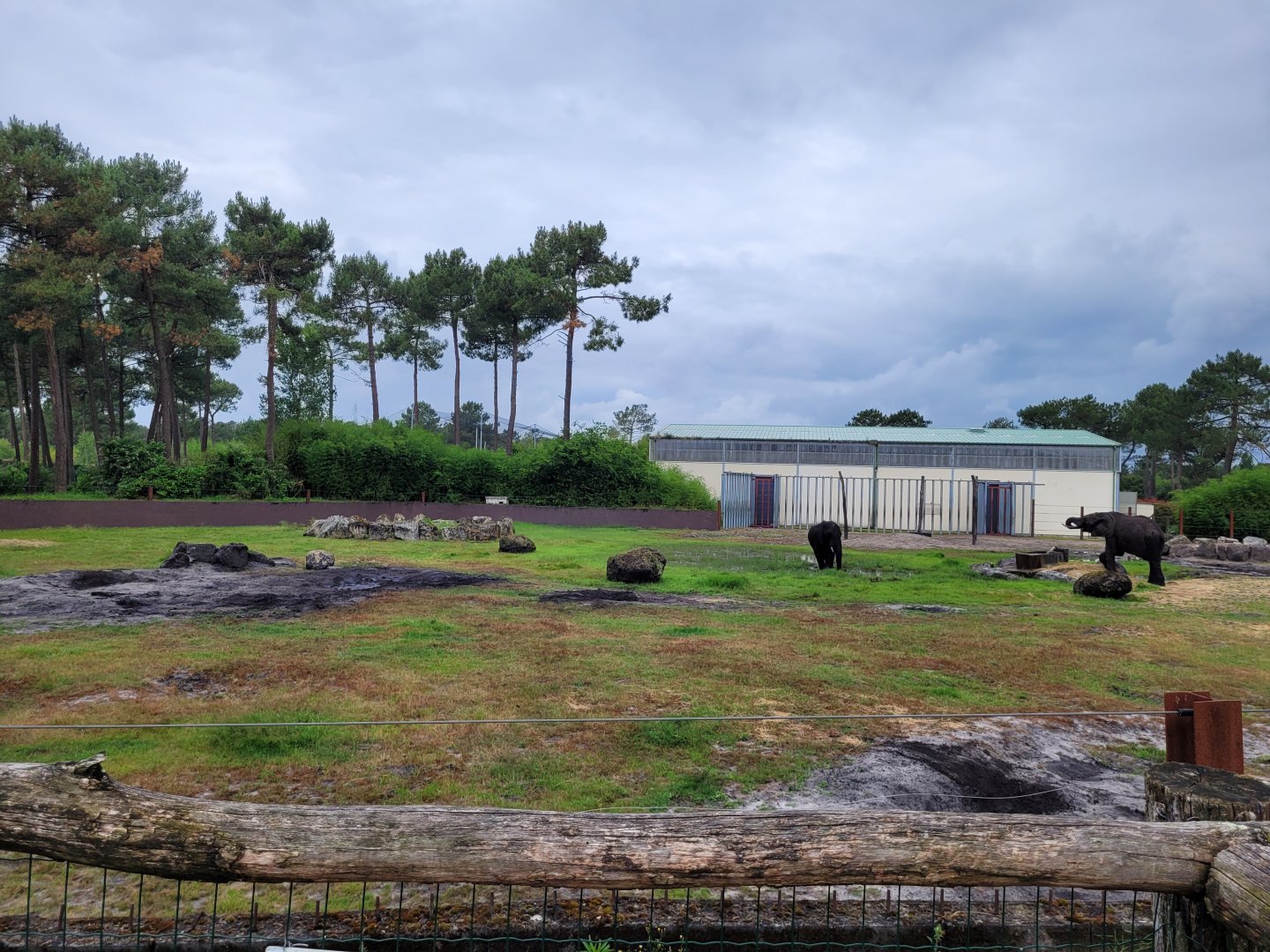 African bush elephant exhibit -Zoo du bassin d'Arcachon (2024)
