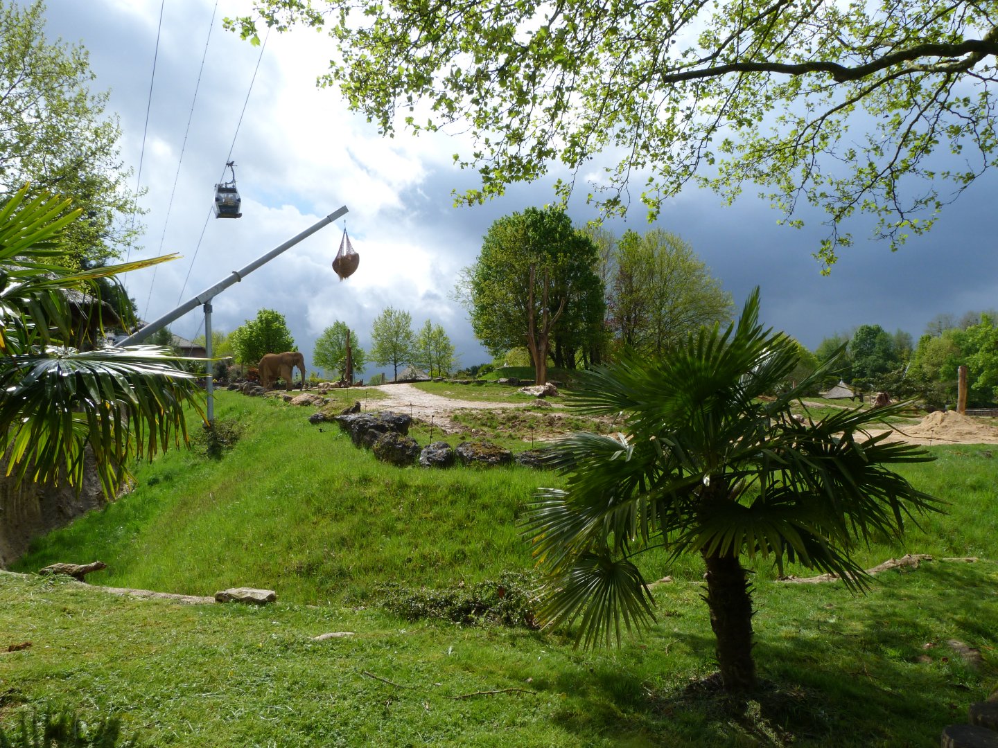 African bush elephant exhibit -ZooParc de Beauval (2025)