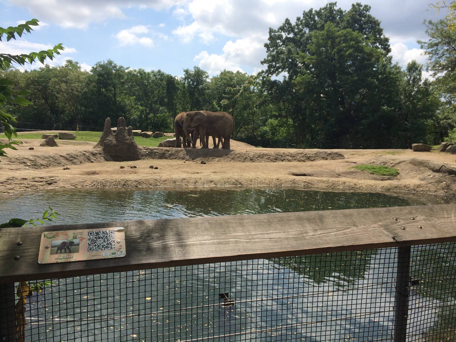 African Bush Elephant Exhibit