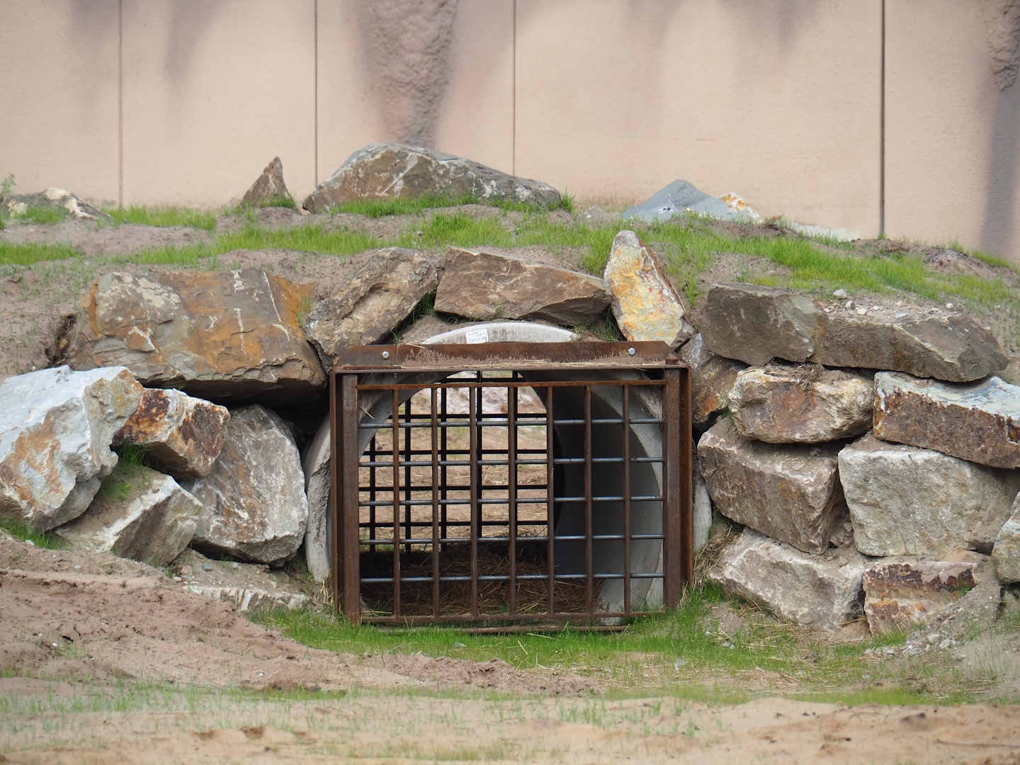 African bush elephant feeder, 2023-08-15