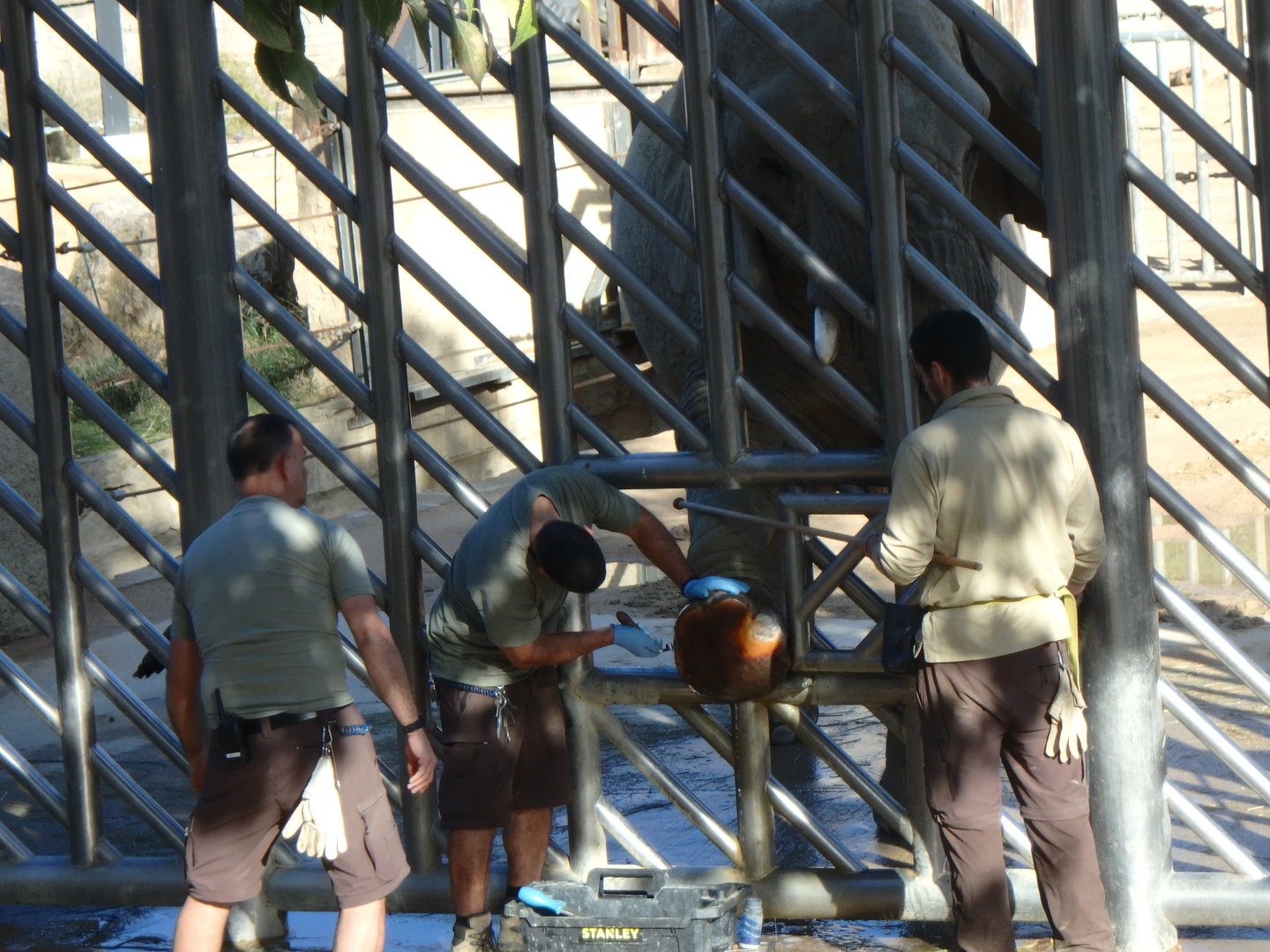 African bush elephant footcare