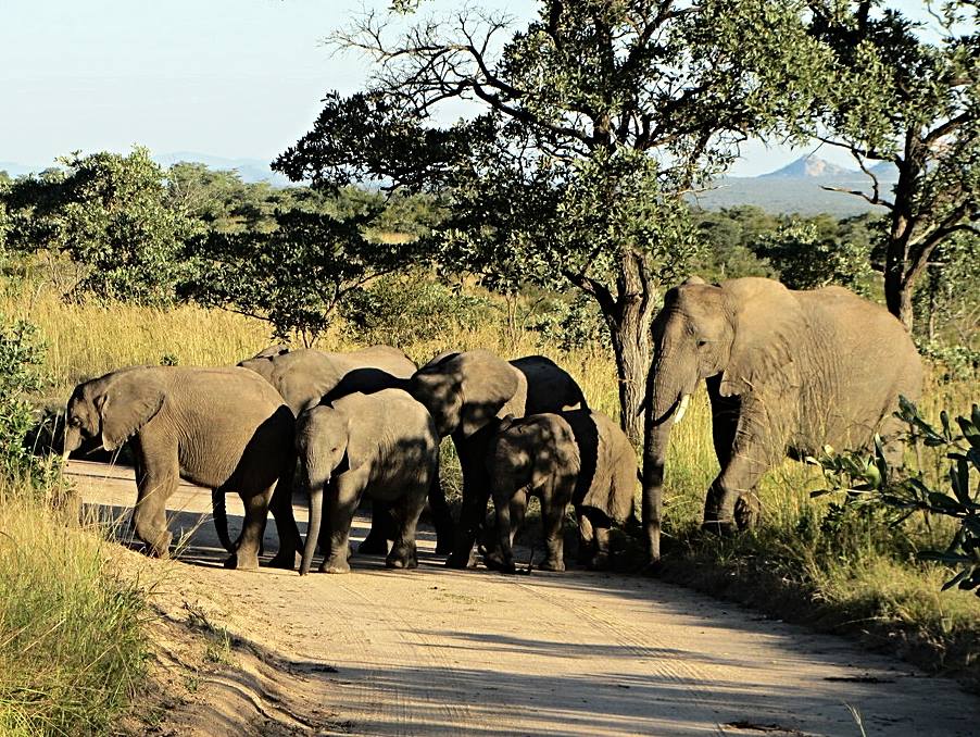 African Bush Elephant Herd