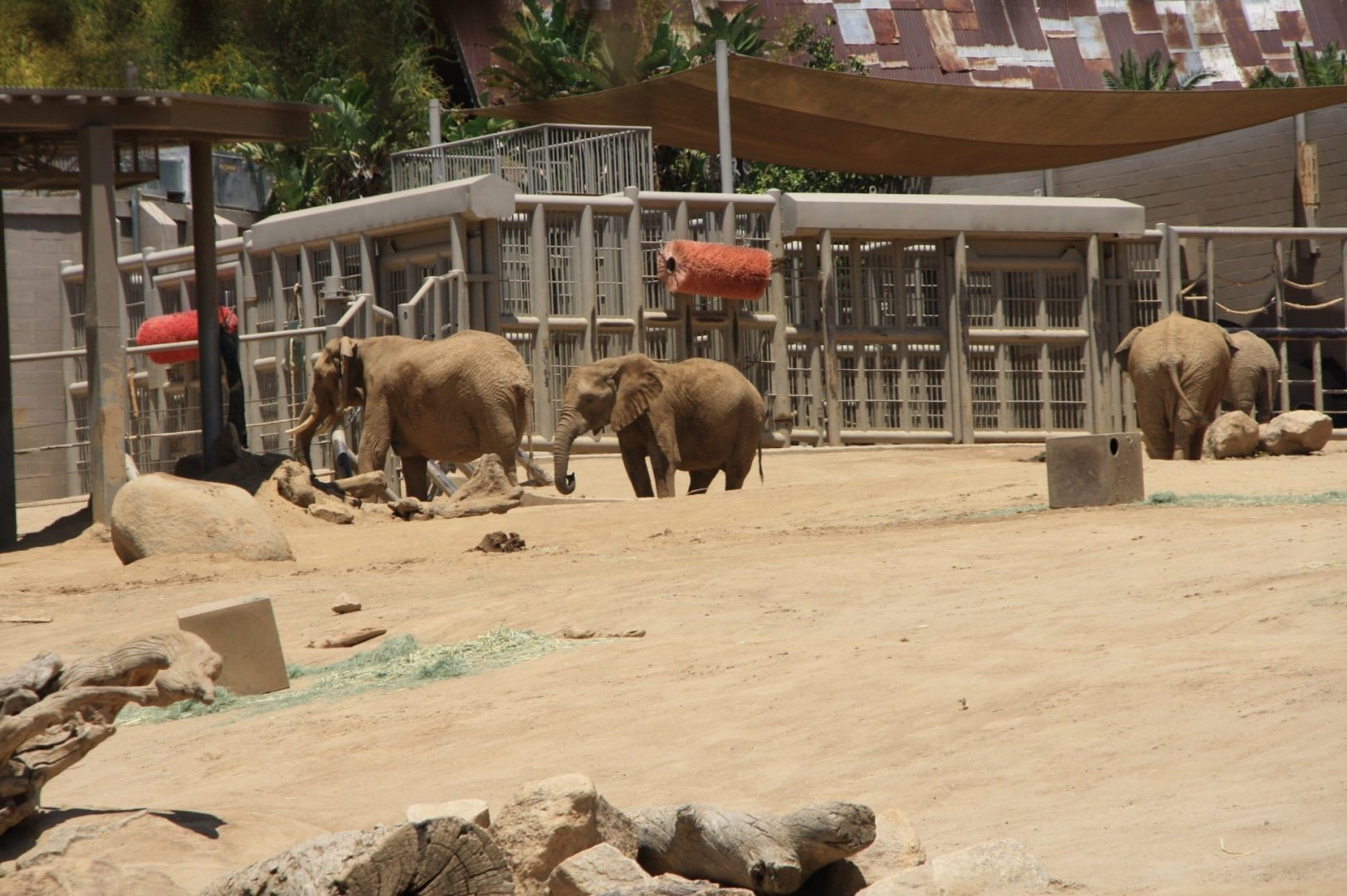 African Bush Elephant Herd