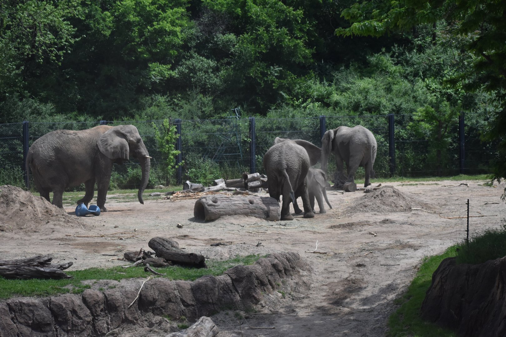 African Bush Elephant Herd