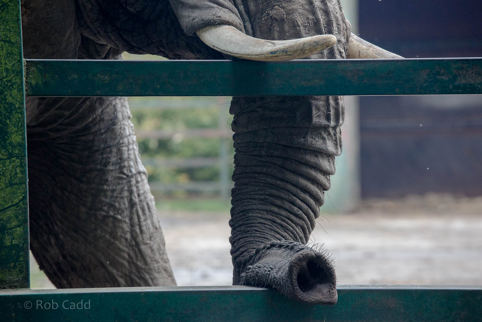 African bush elephant : Howletts : 14 Oct 2014