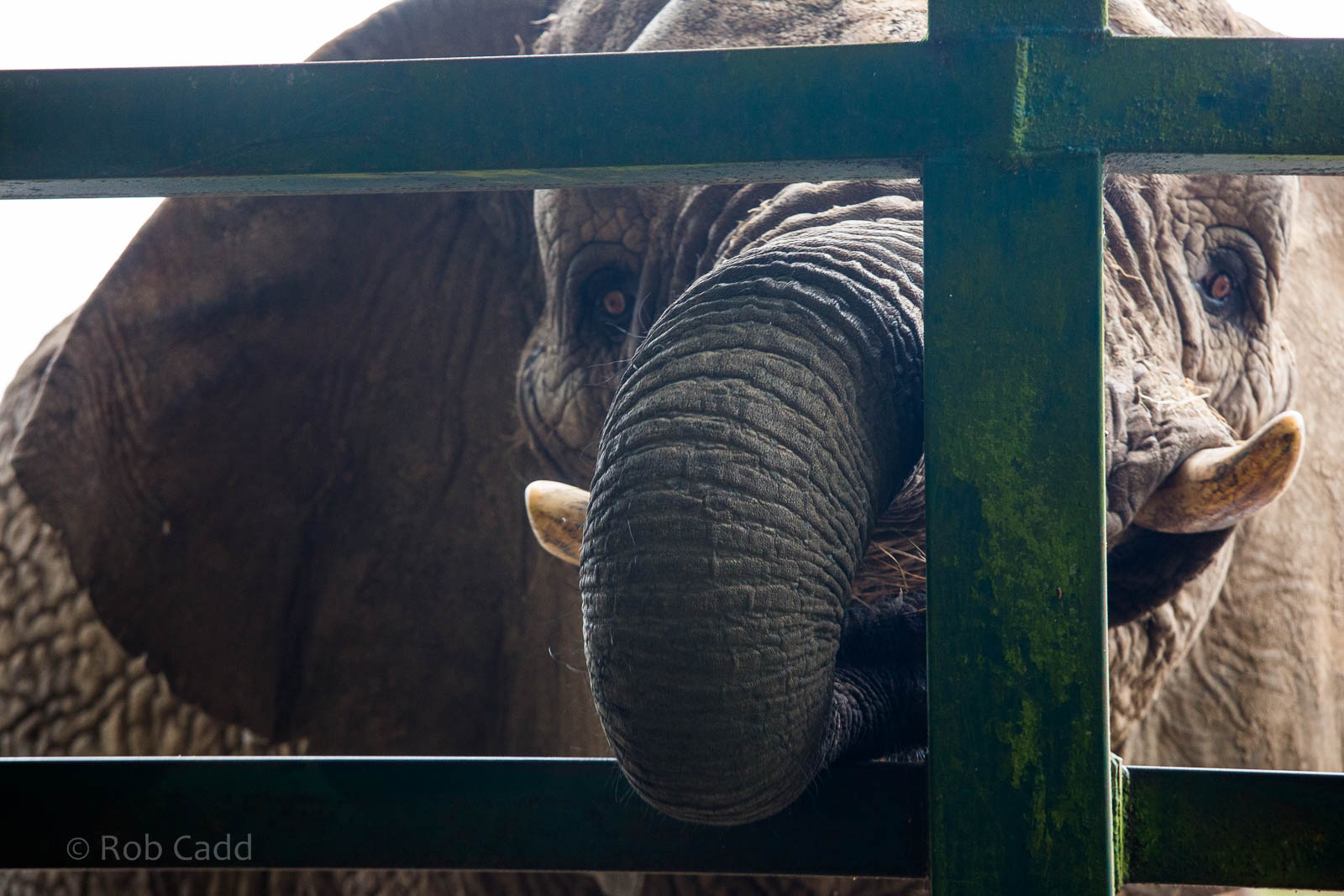 African bush elephant : Howletts : 14 Oct 2014