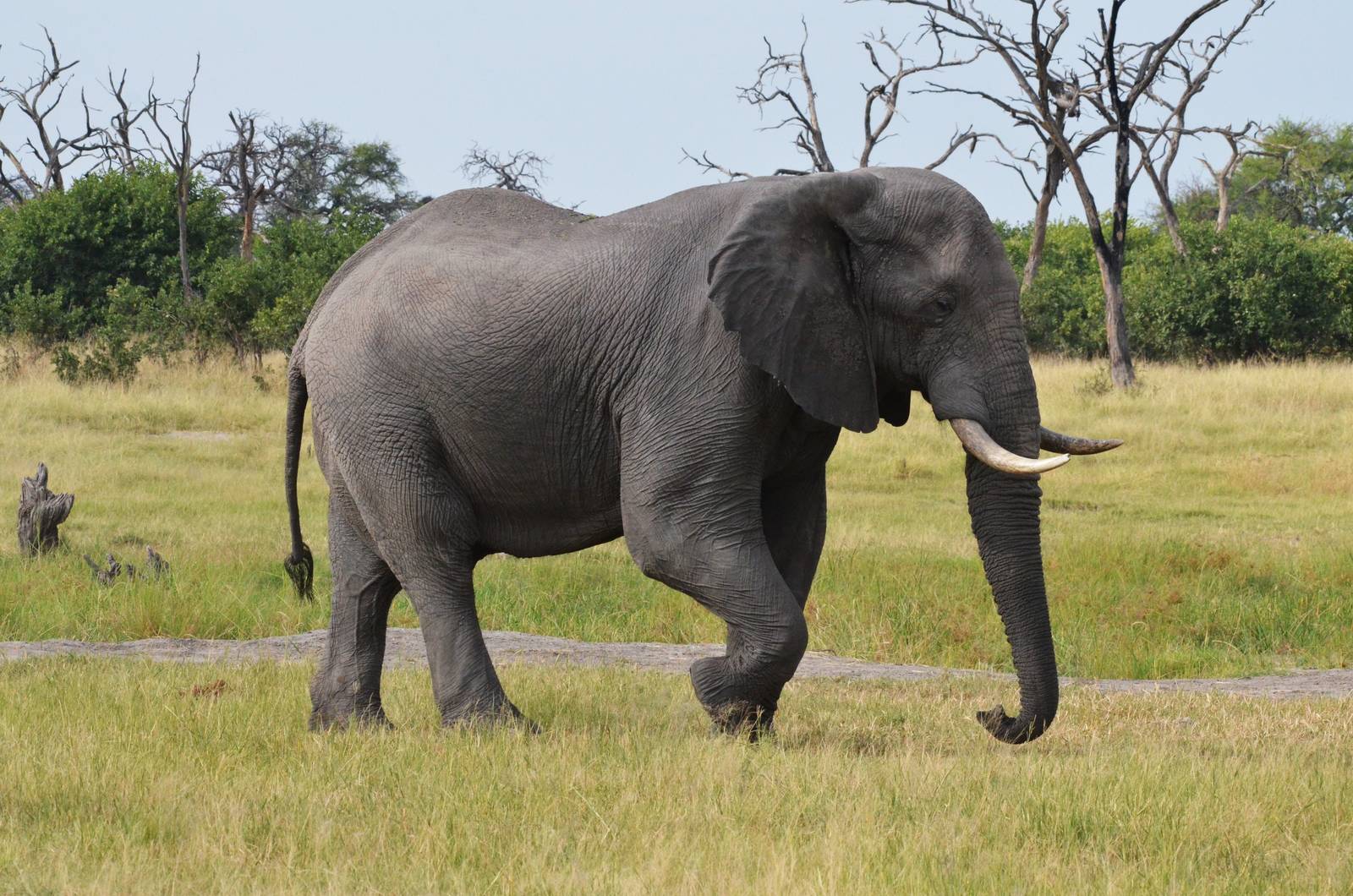 African Bush Elephant, Khwai Community Area, Botswana, 24/04/16