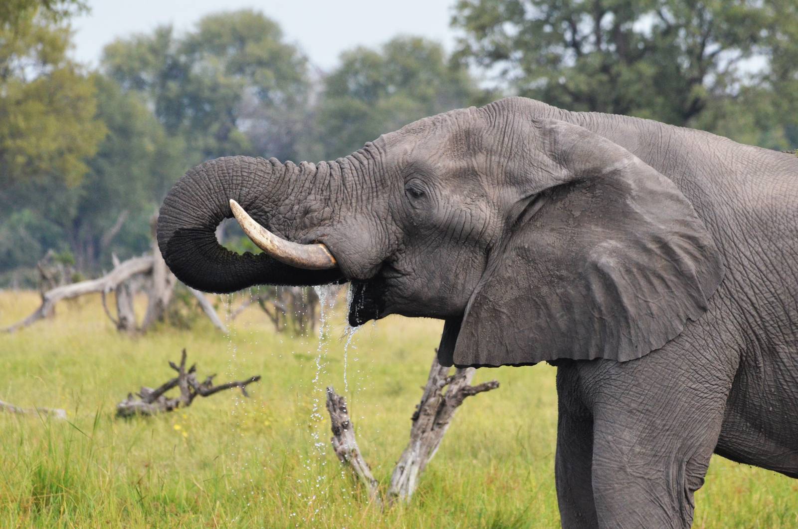 African Bush Elephant, Khwai Community Area, Botswana, 24/04/16