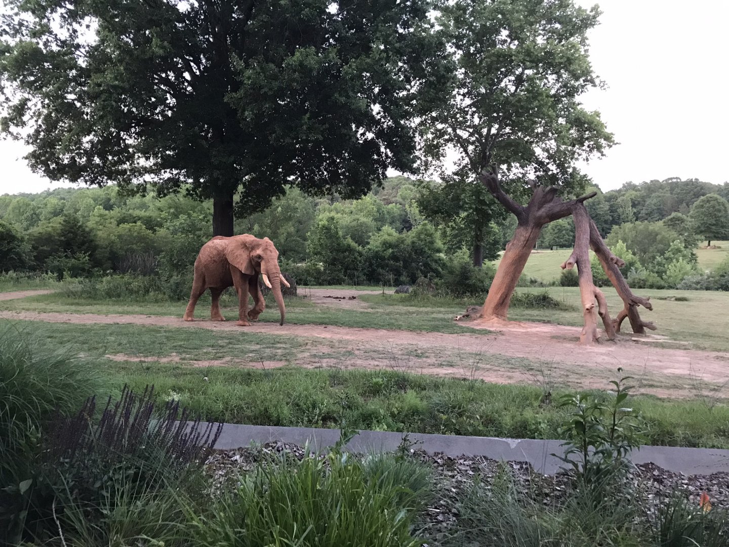 African Bush Elephant "Louie"