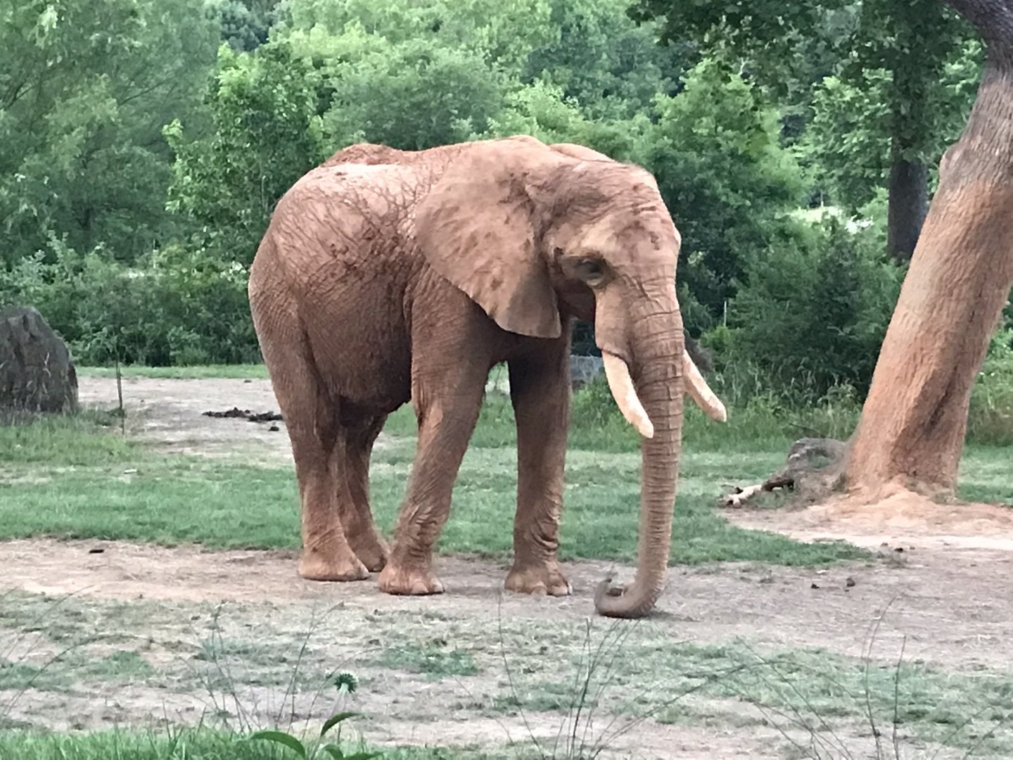 African Bush Elephant "Louie"