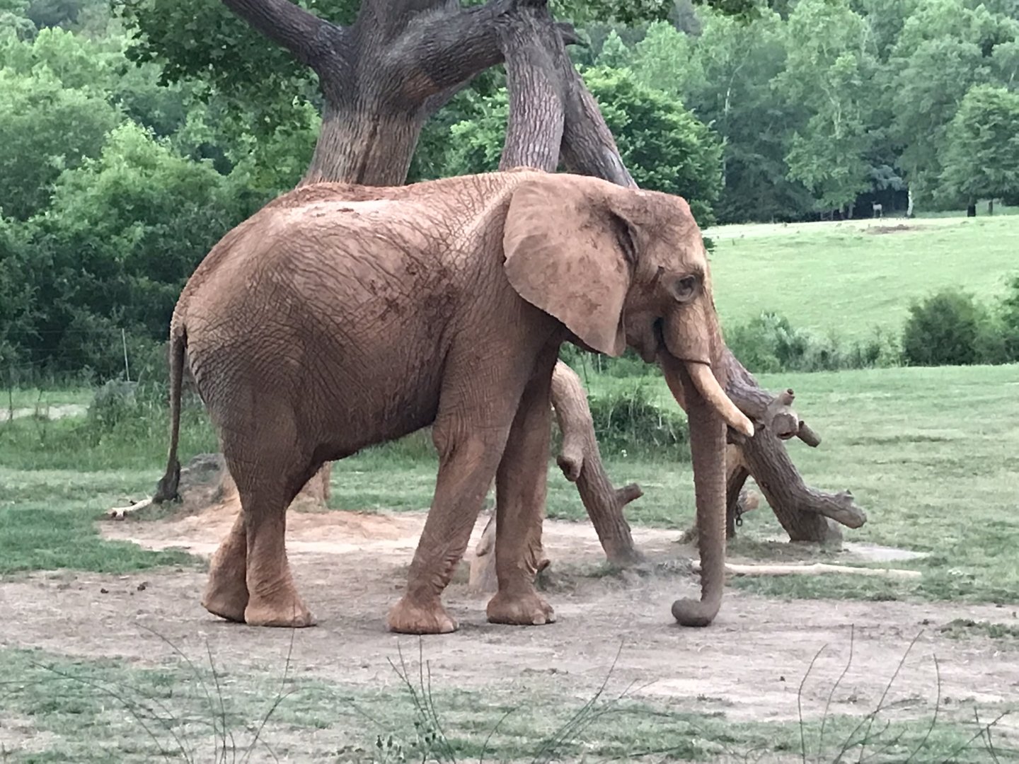 African Bush Elephant "Louie"