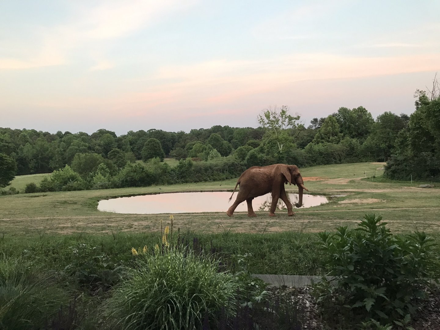 African Bush Elephant "Louie"