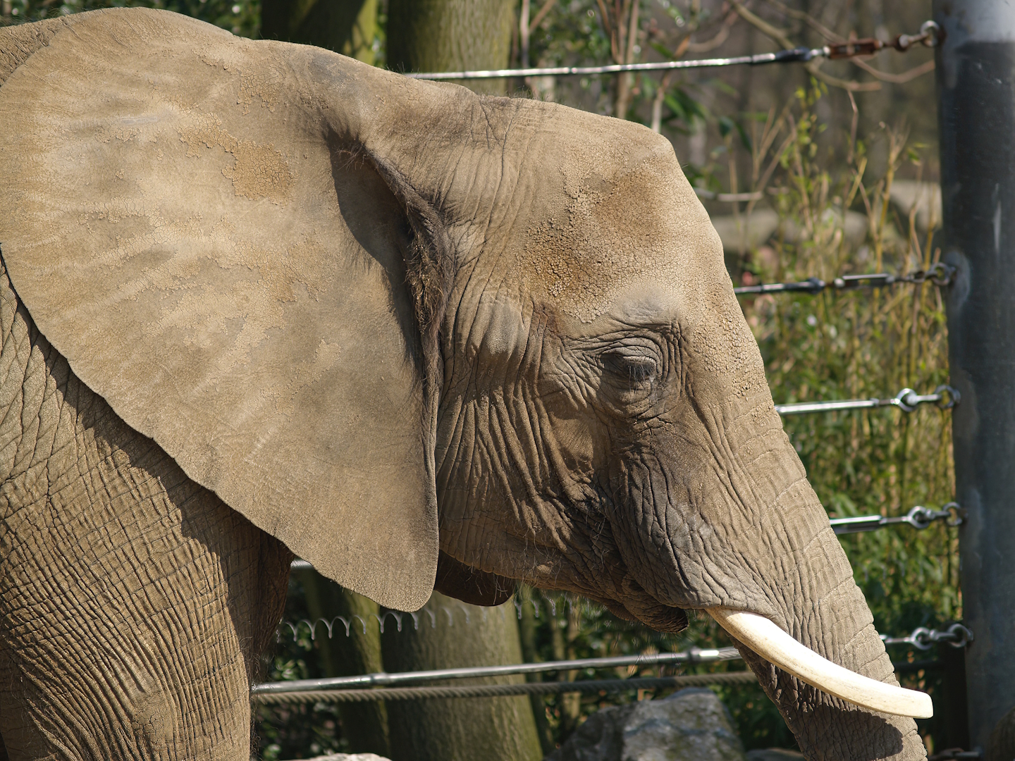 African bush elephant (Loxodonta africana), 2007-04-01