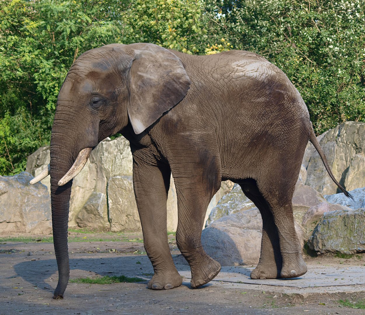 African bush elephant (Loxodonta africana), 2014-10-19