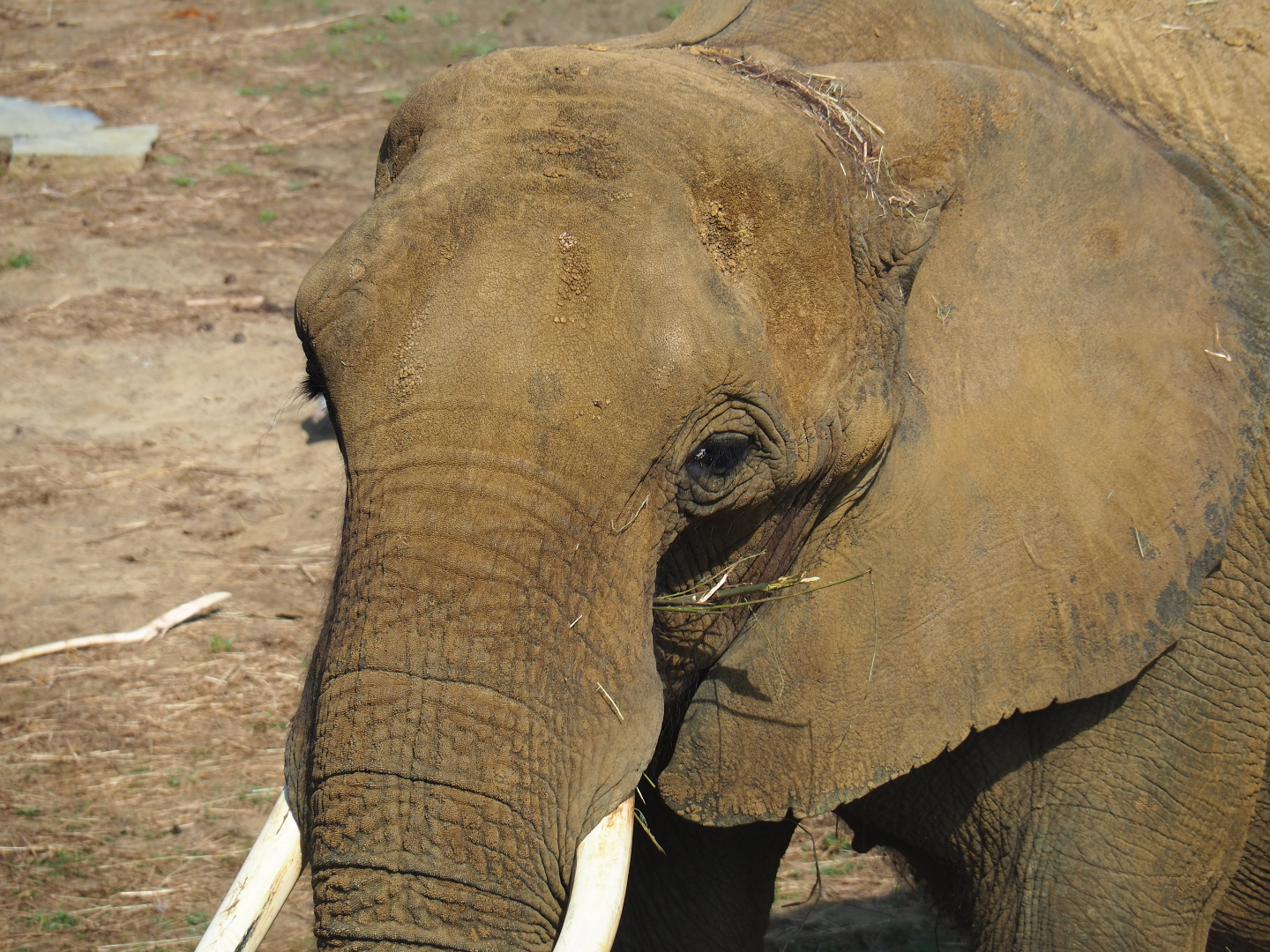 African bush elephant (Loxodonta africana), 2019-08-04
