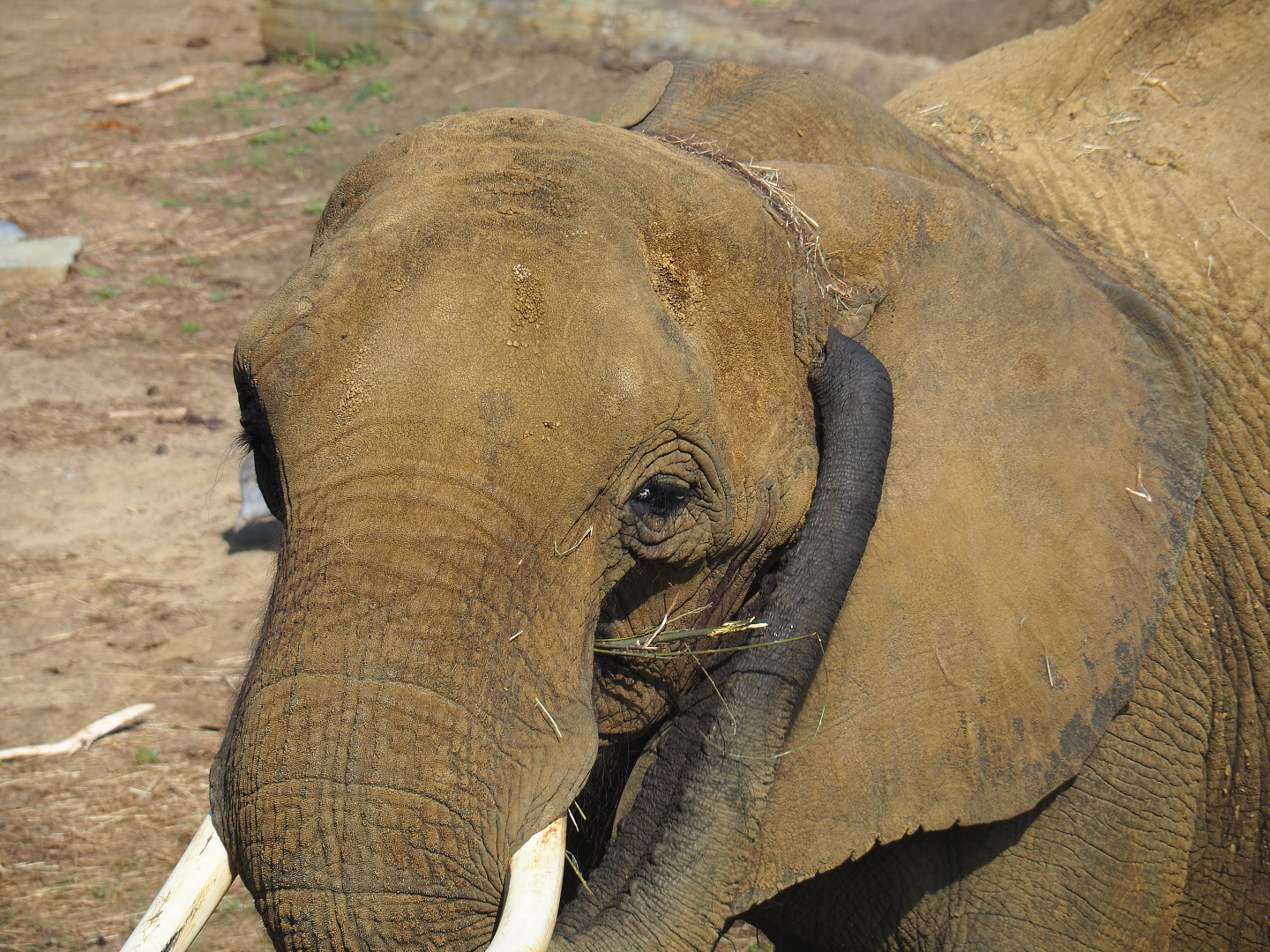 African bush elephant (Loxodonta africana), 2019-08-04