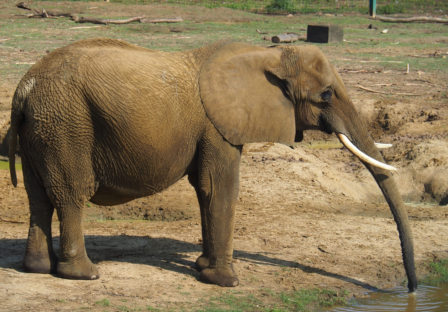 African bush elephant (Loxodonta africana), 2019-08-04