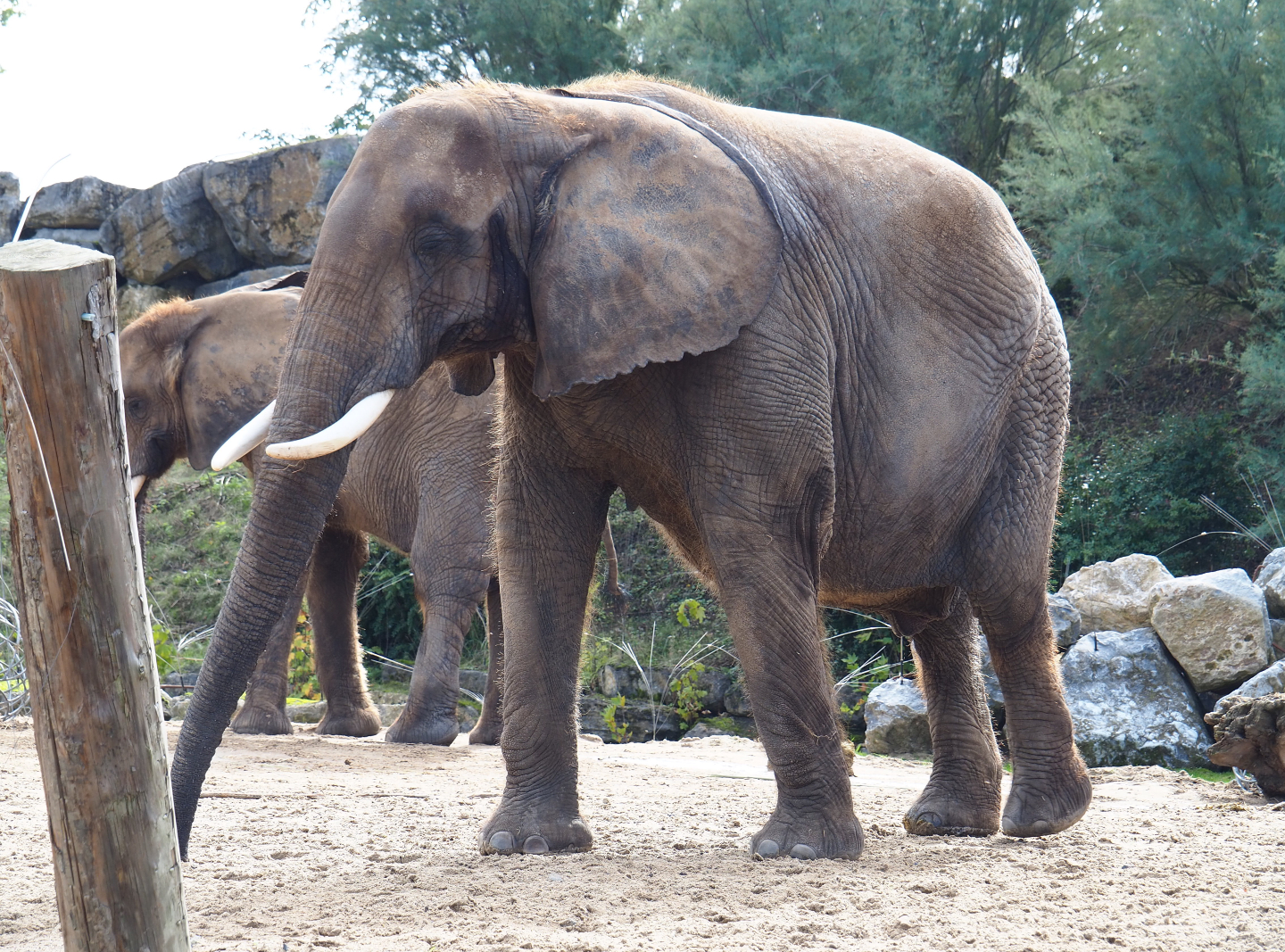 African bush elephant (Loxodonta africana), 2019-10-04