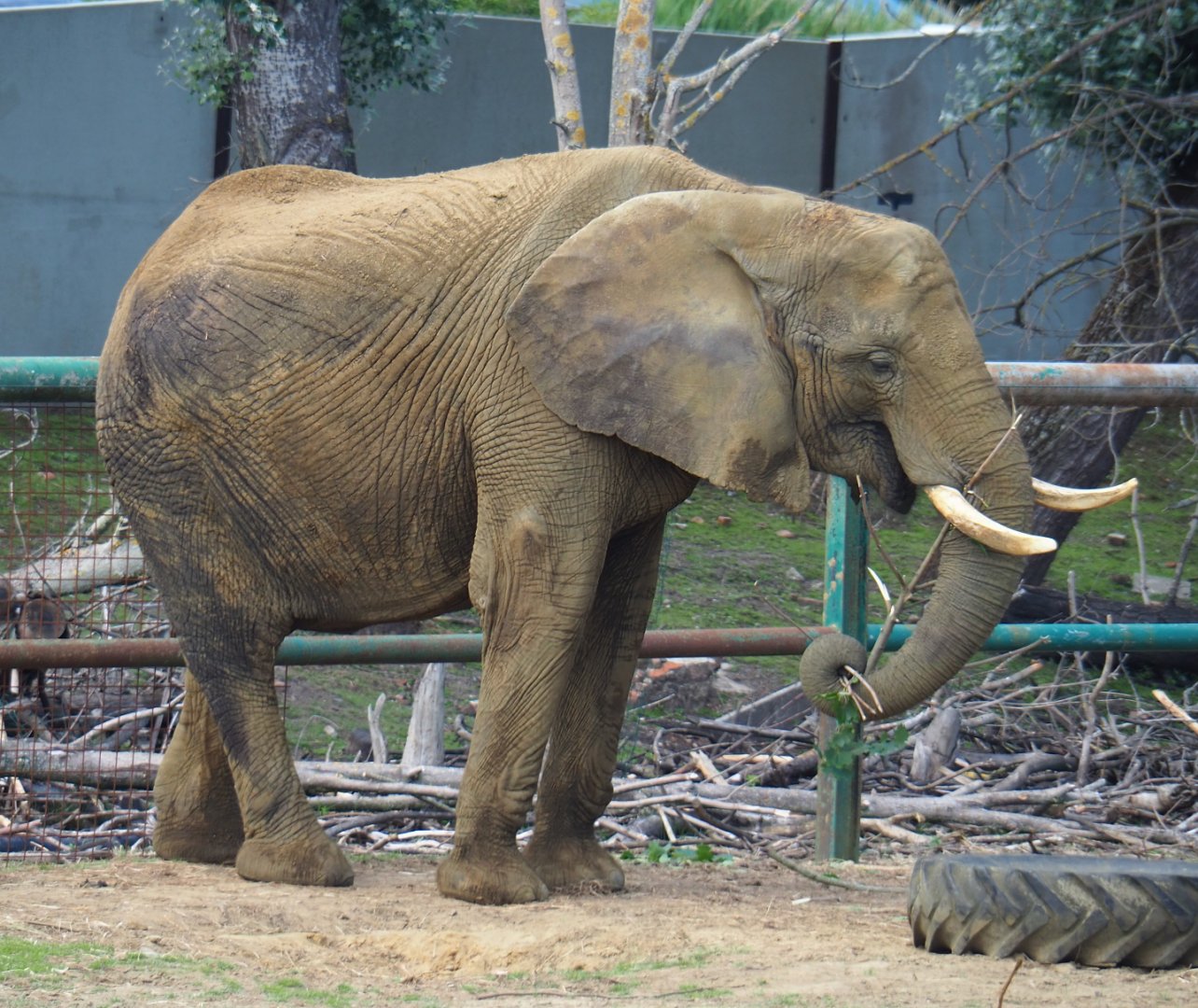 African bush elephant (Loxodonta africana), 2020-06-20