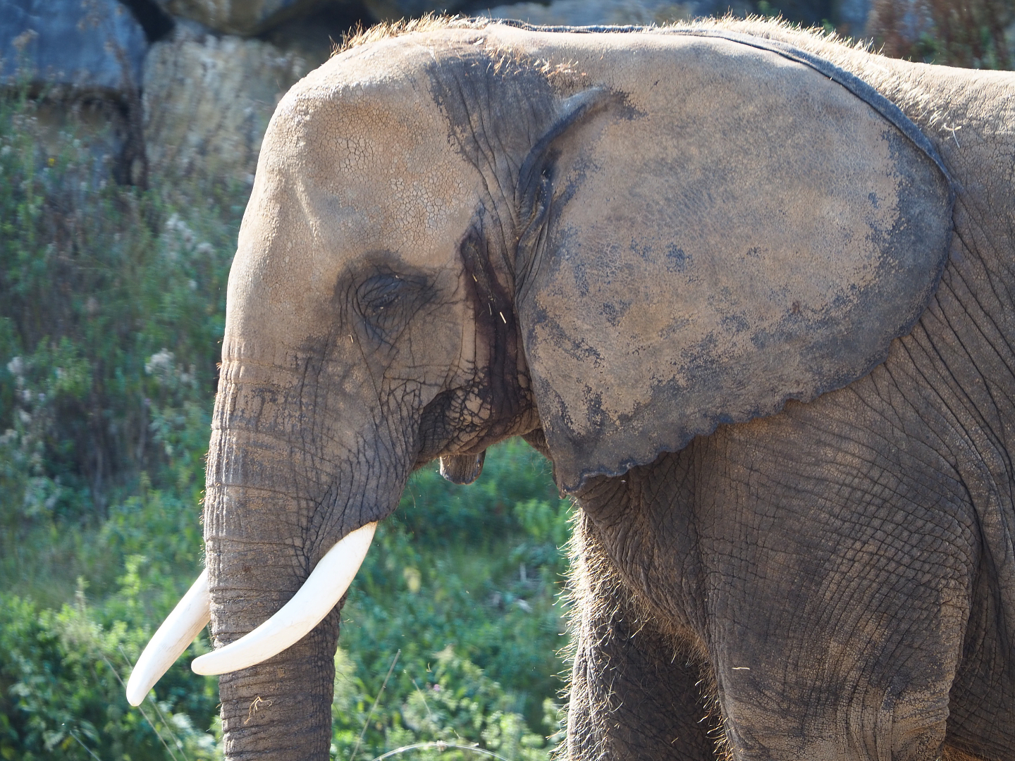 African bush elephant (Loxodonta africana), 2020-09-02