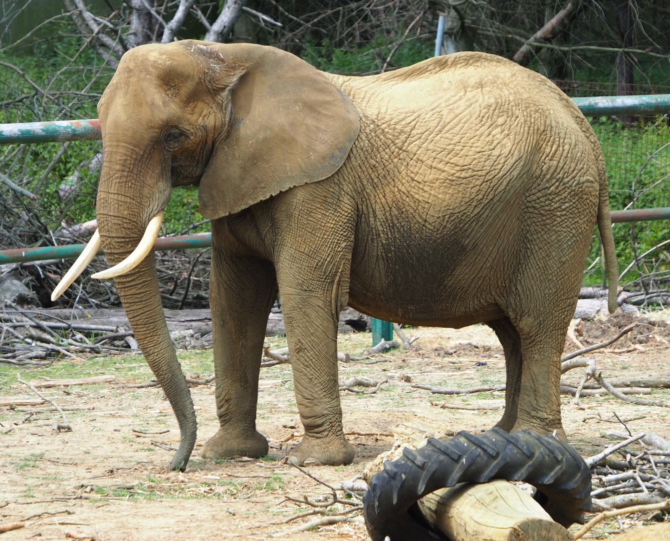 African bush elephant (Loxodonta africana), 2021-06-15