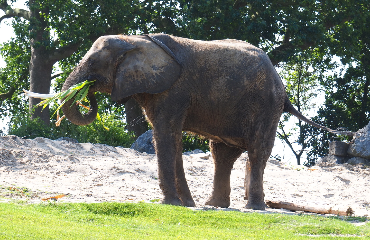 African bush elephant (Loxodonta africana), 2021-09-02