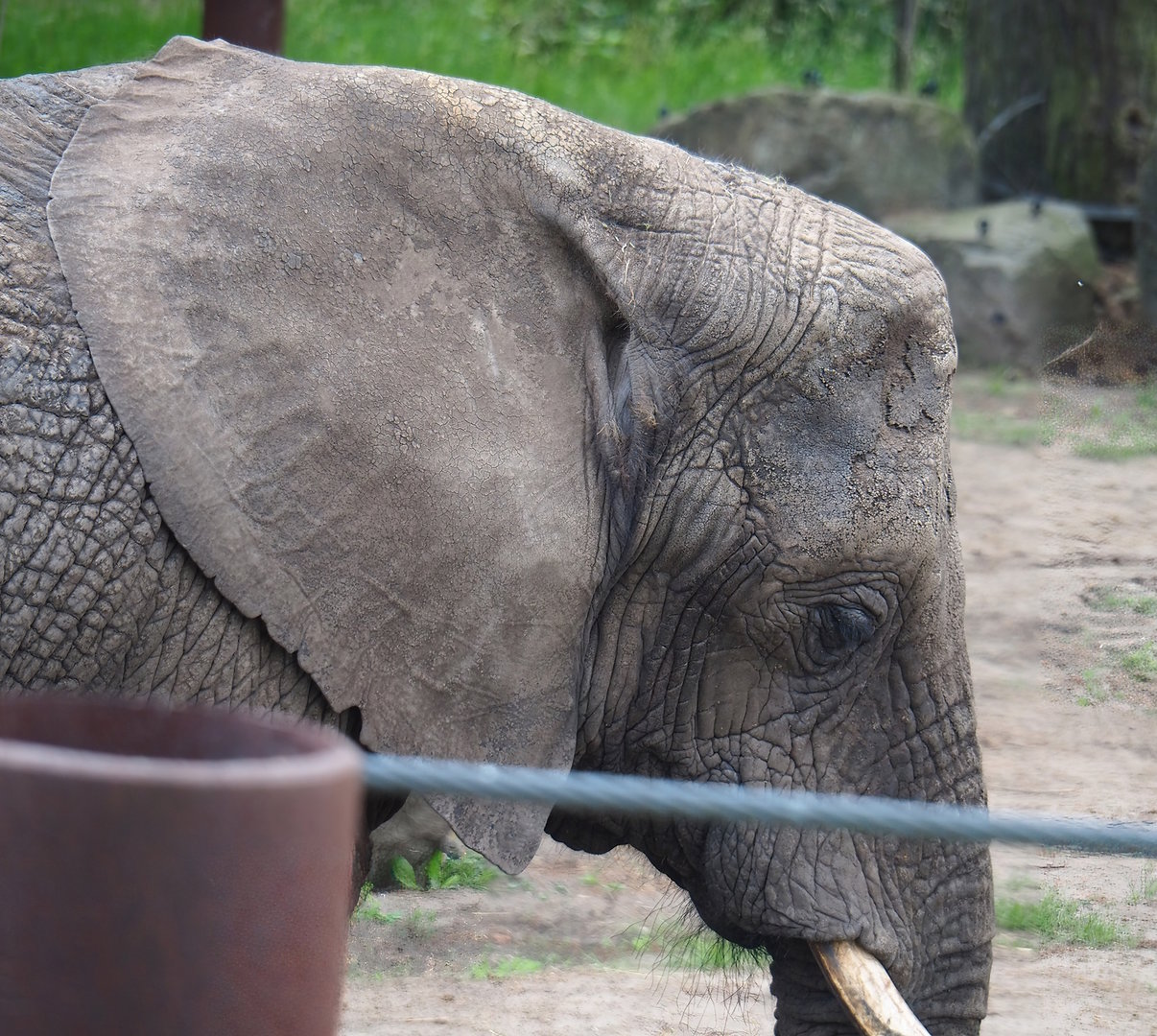 African bush elephant (Loxodonta africana), 2022-06-12