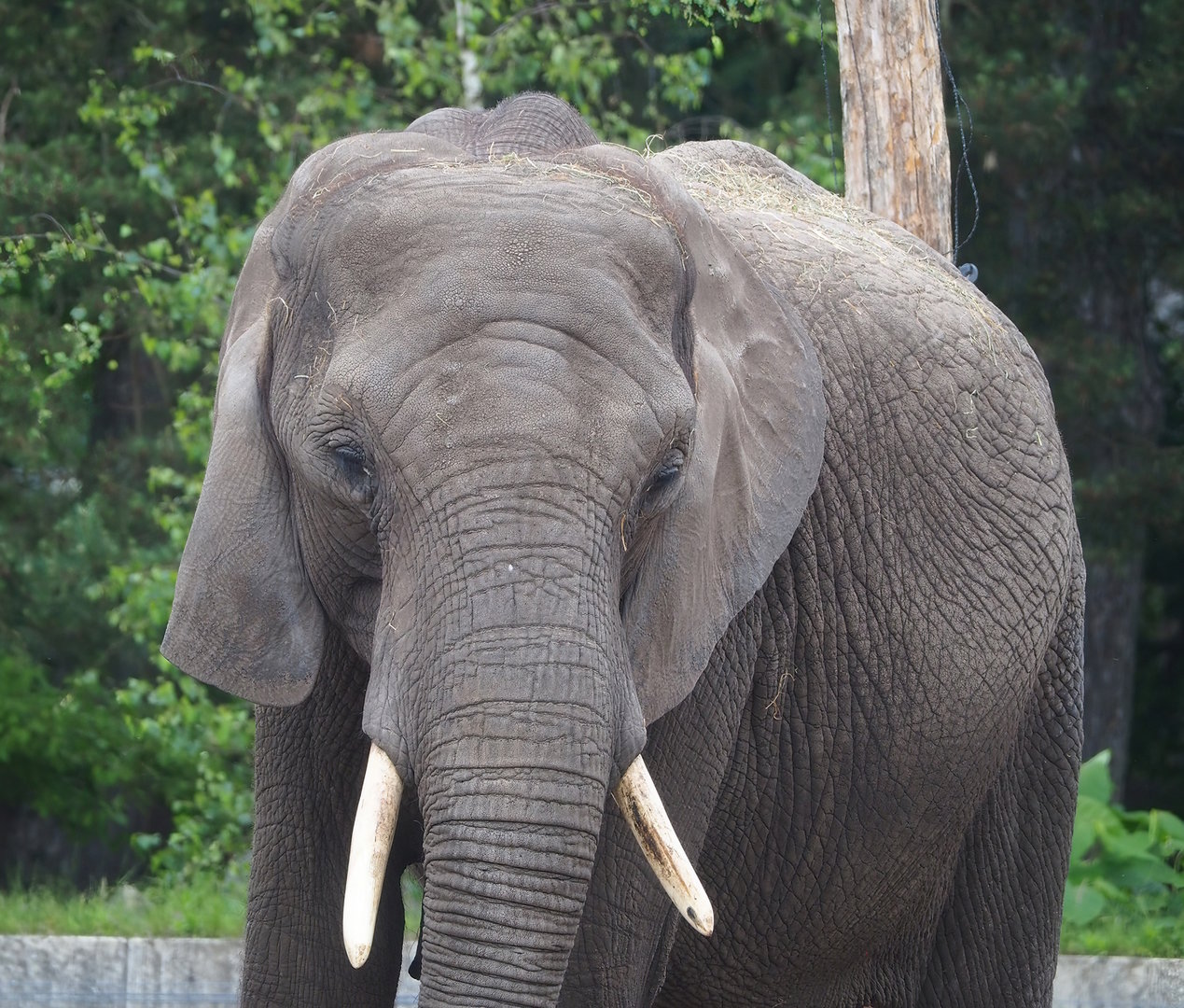 African bush elephant (Loxodonta africana), 2022-06-12