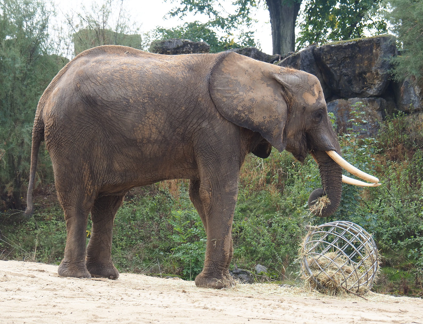 African bush elephant (Loxodonta africana), 2022-09-15