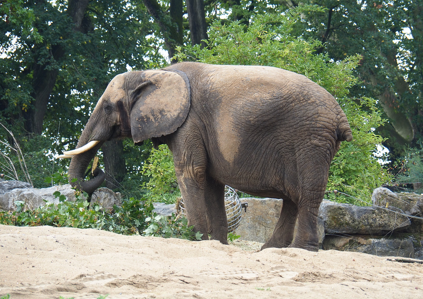 African bush elephant (Loxodonta africana), 2022-09-15