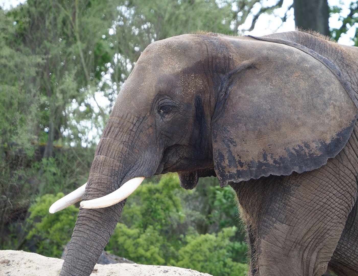African bush elephant (Loxodonta africana), 2023-05-16
