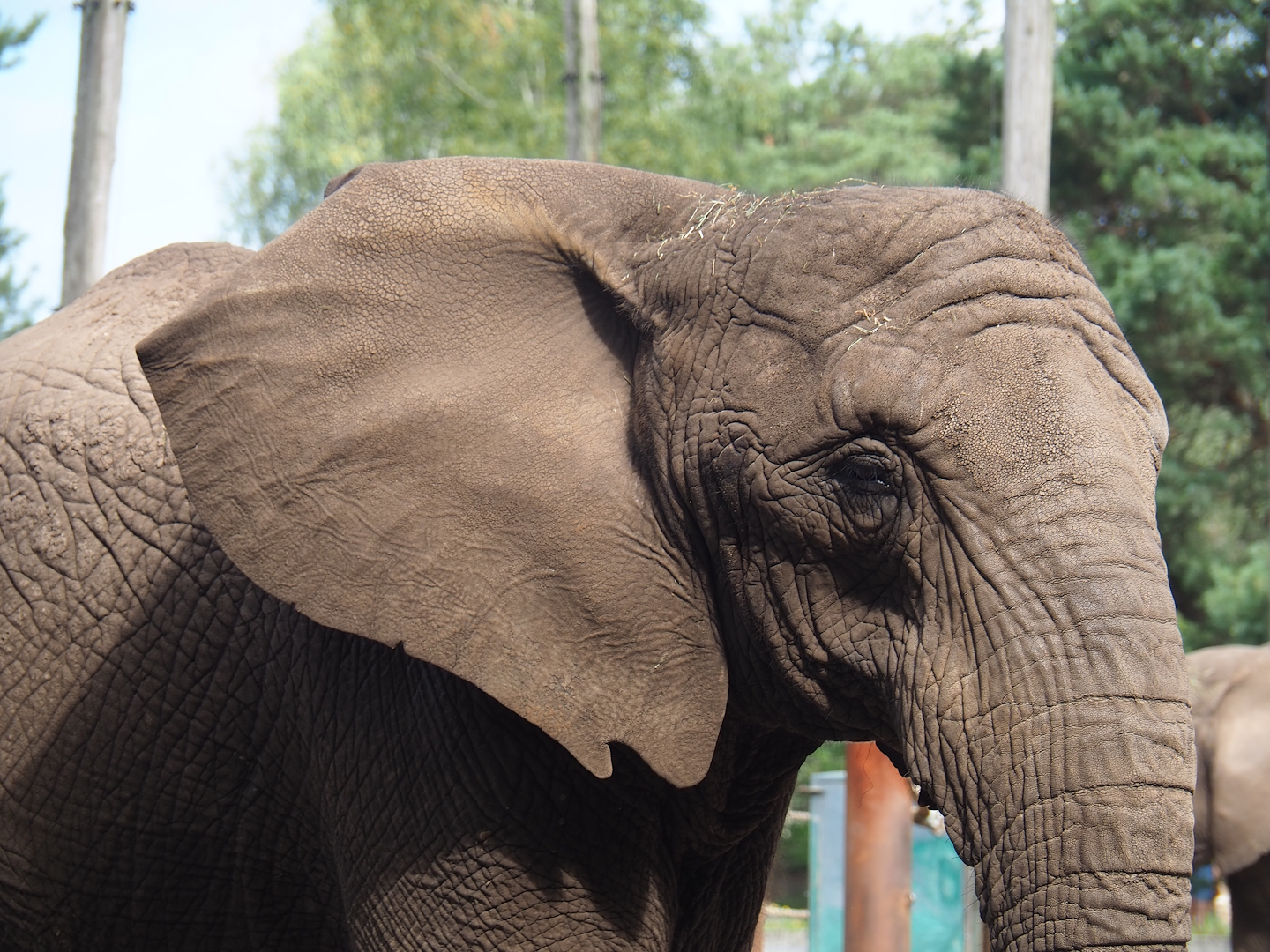 African bush elephant (Loxodonta africana), 2023-08-15