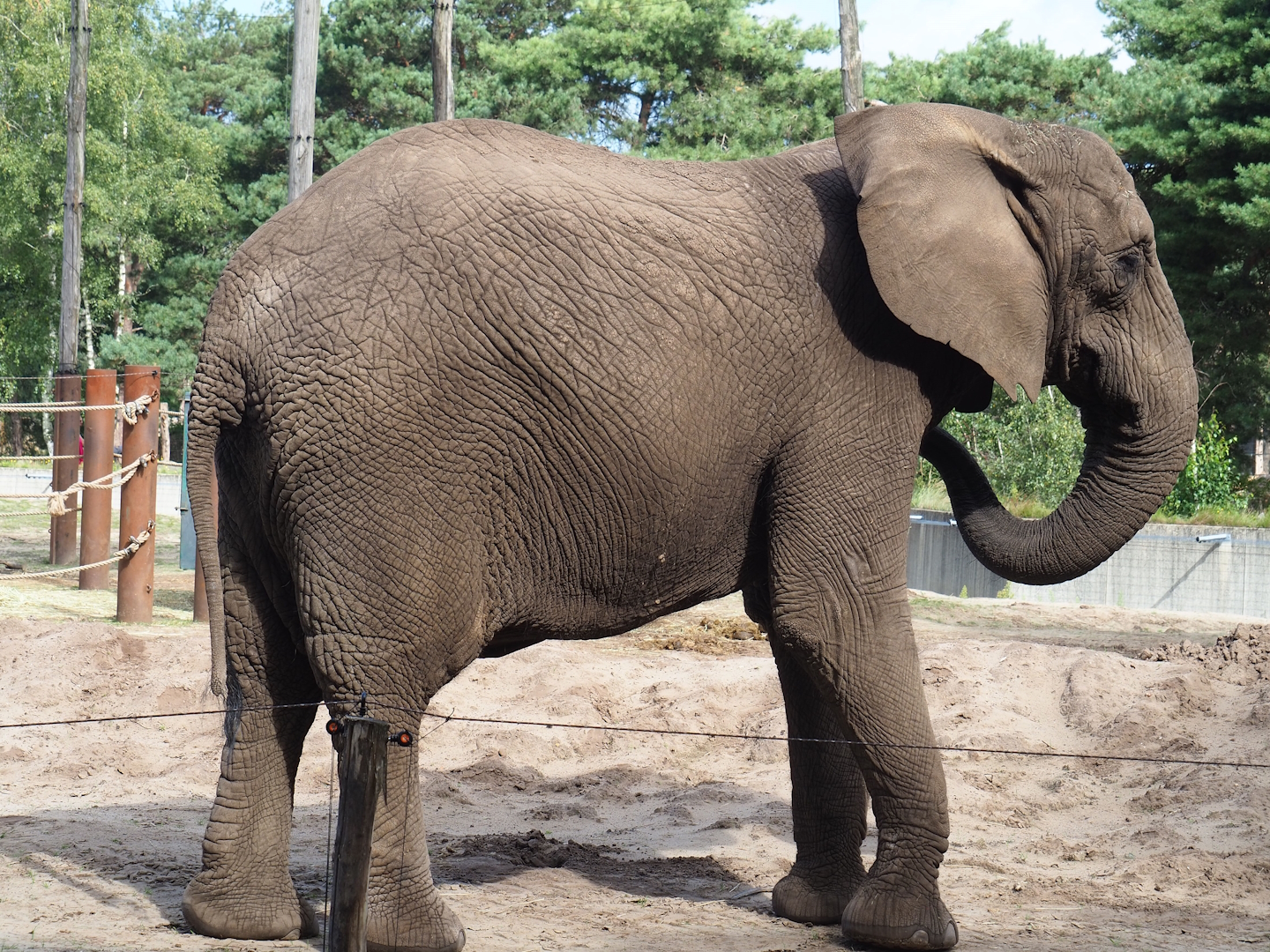 African bush elephant (Loxodonta africana), 2023-08-15