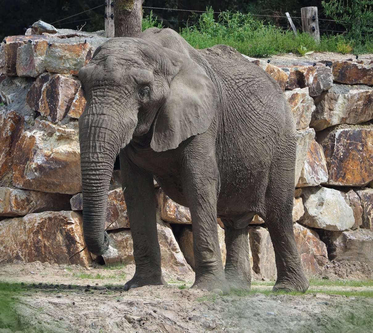 African bush elephant (Loxodonta africana), 2023-08-15