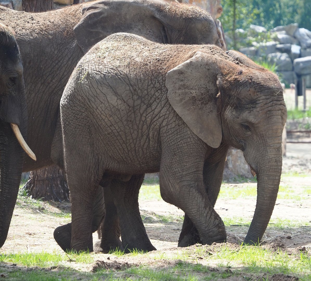 African bush elephant (Loxodonta africana), 2023-08-15