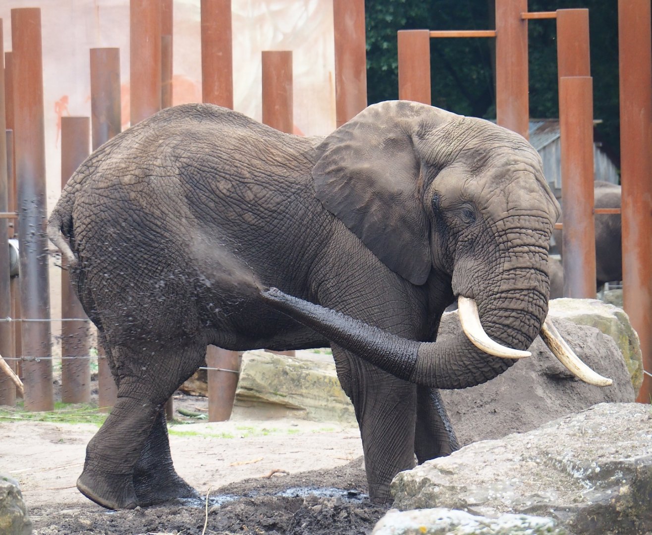 African bush elephant (Loxodonta africana), 2023-08-17