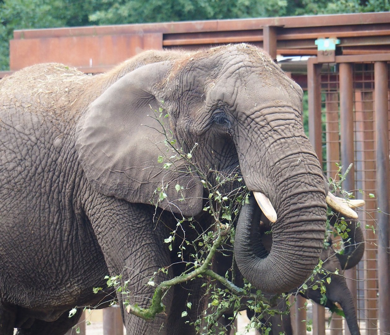 African bush elephant (Loxodonta africana), 2023-08-17