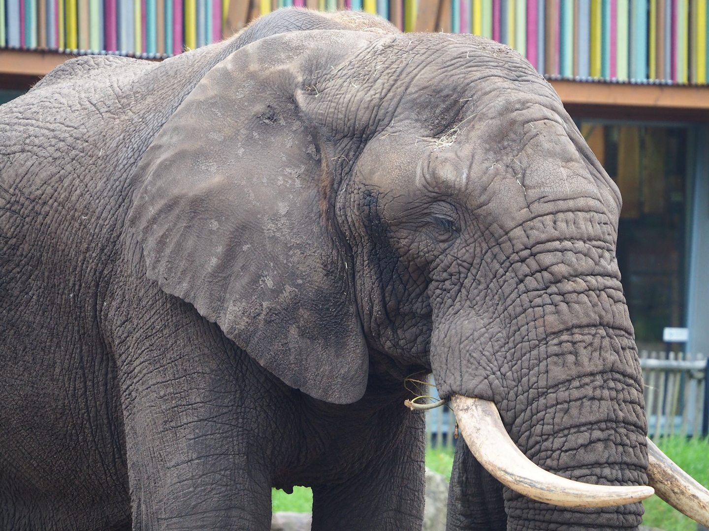 African bush elephant (Loxodonta africana), 2023-08-17