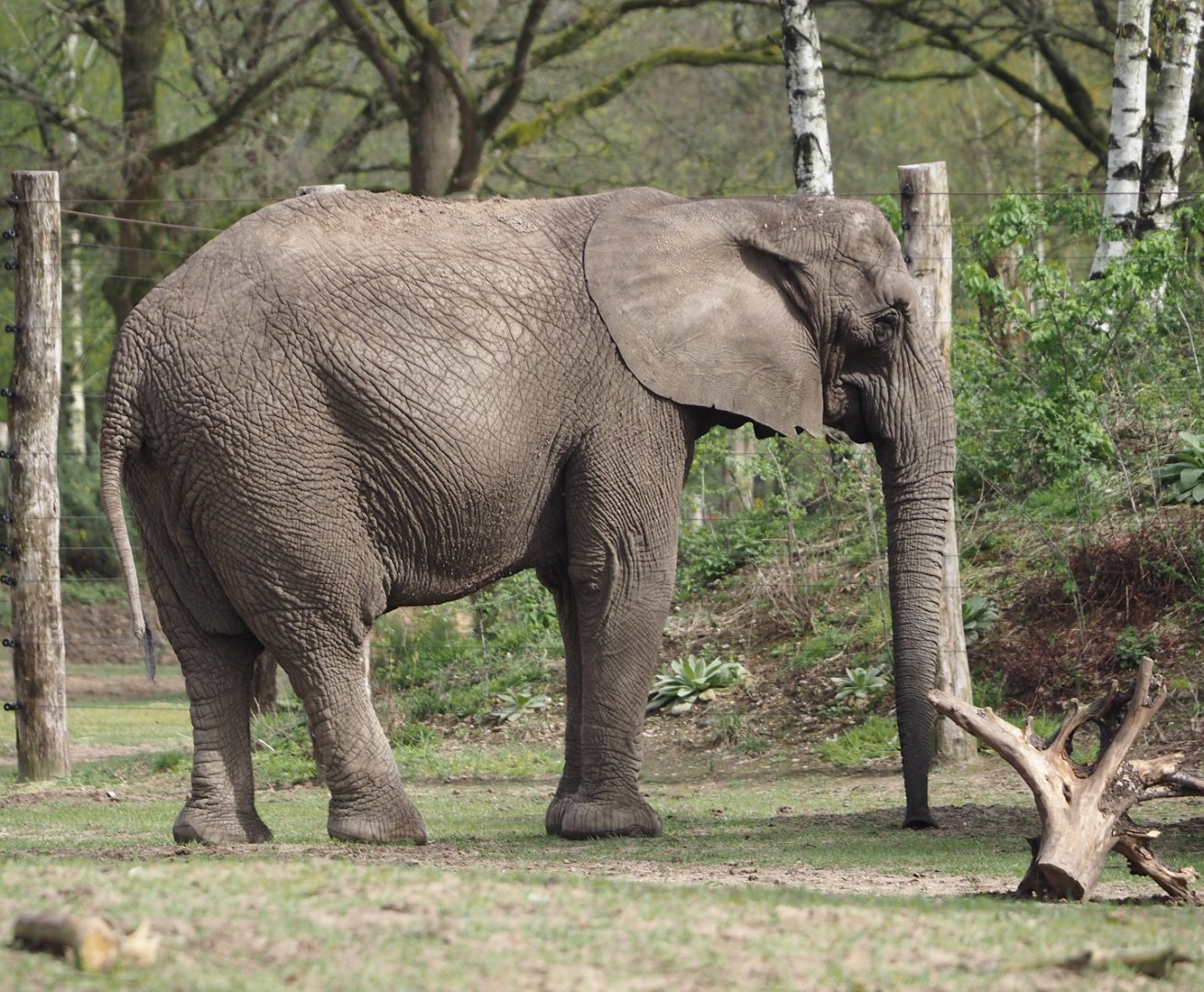 African bush elephant (Loxodonta africana), 2024-04-06