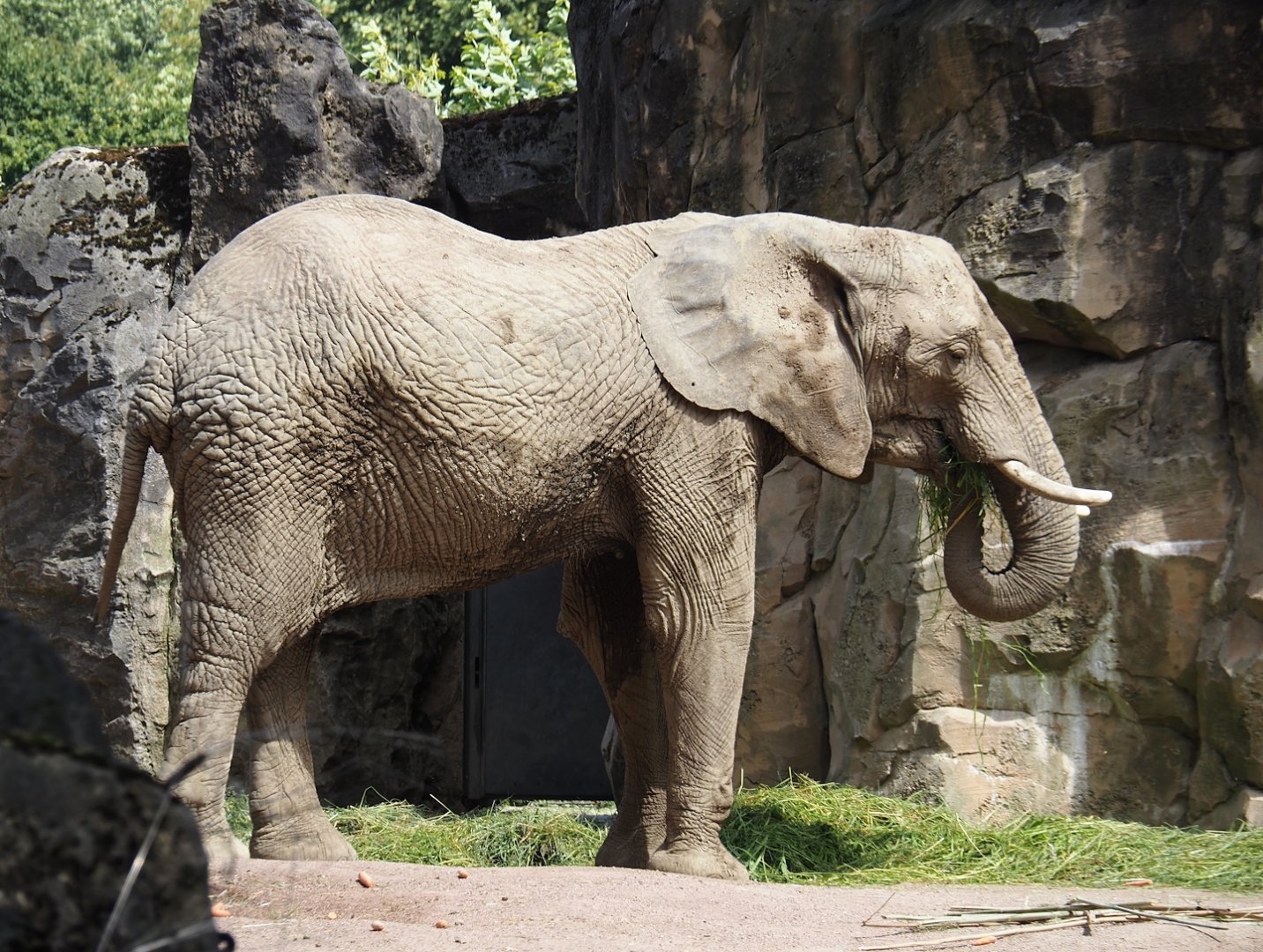 African bush elephant (Loxodonta africana), 2024-06-08