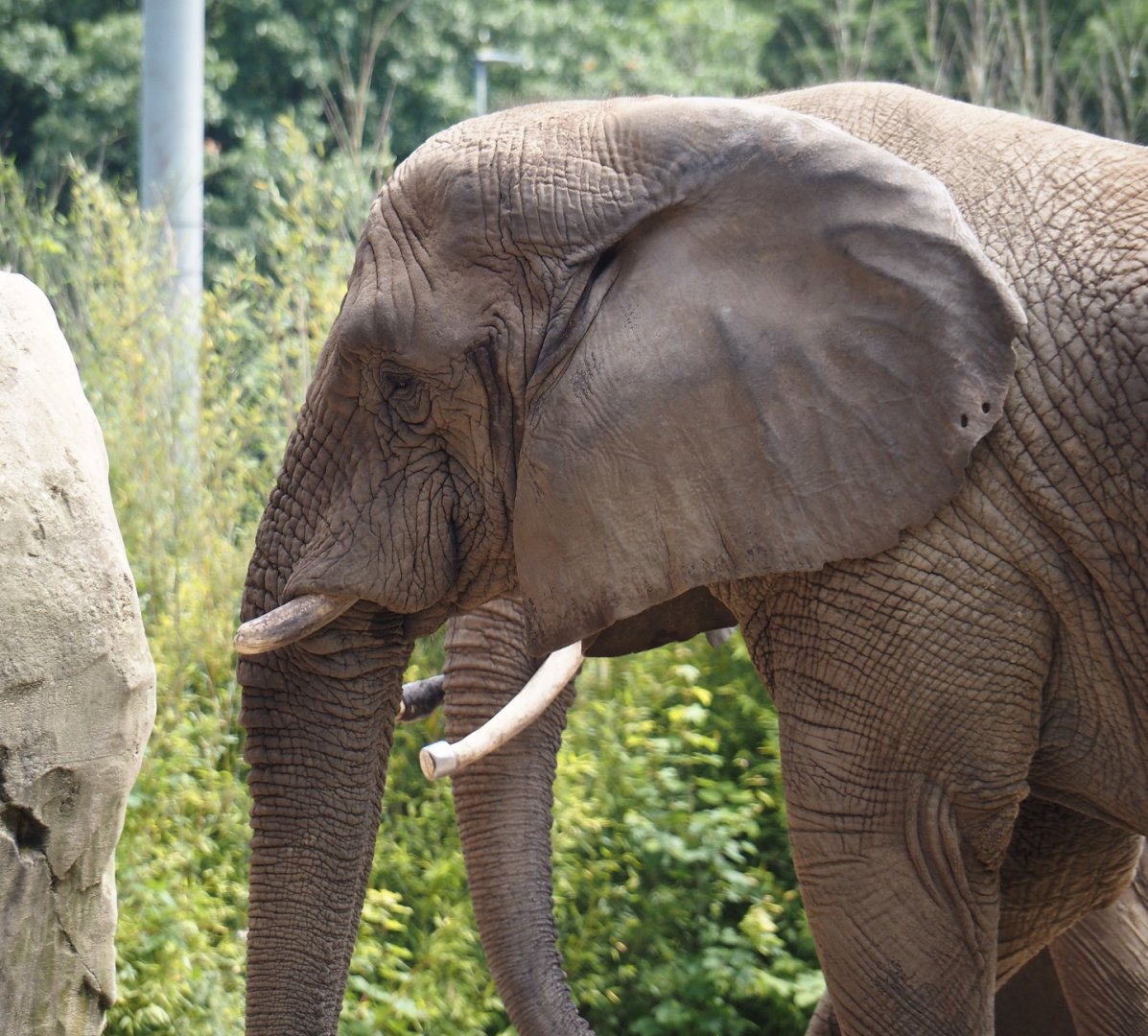 African bush elephant (Loxodonta africana), 2024-06-08