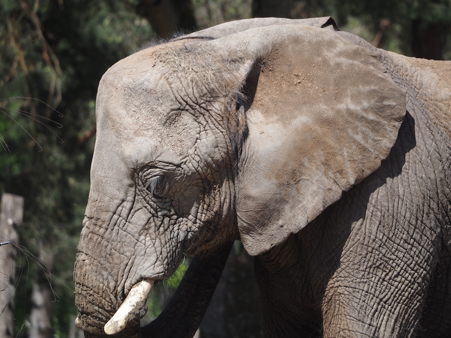 African bush elephant (Loxodonta africana), 2025-04-30