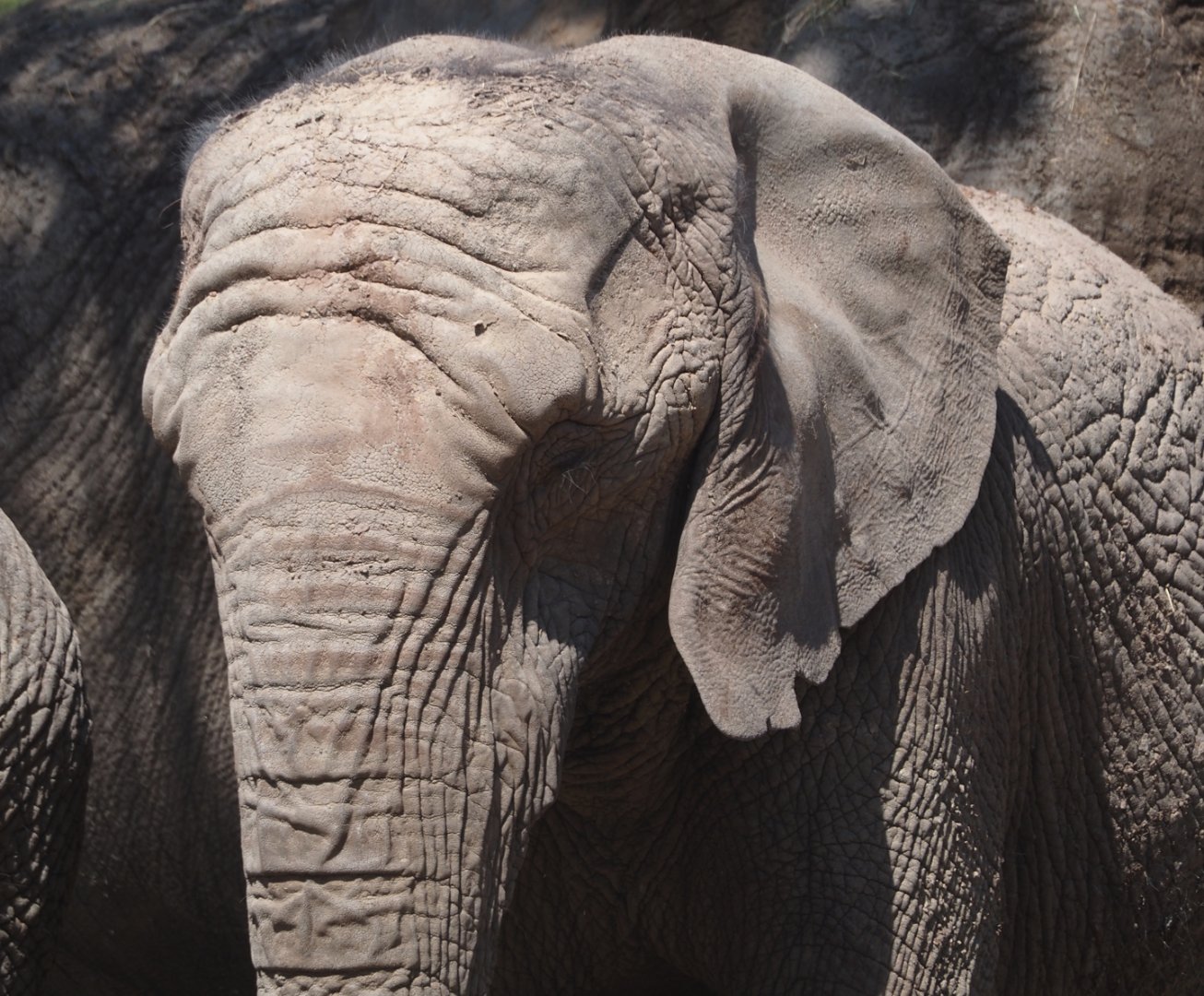 African bush elephant (Loxodonta africana), 2025-04-30