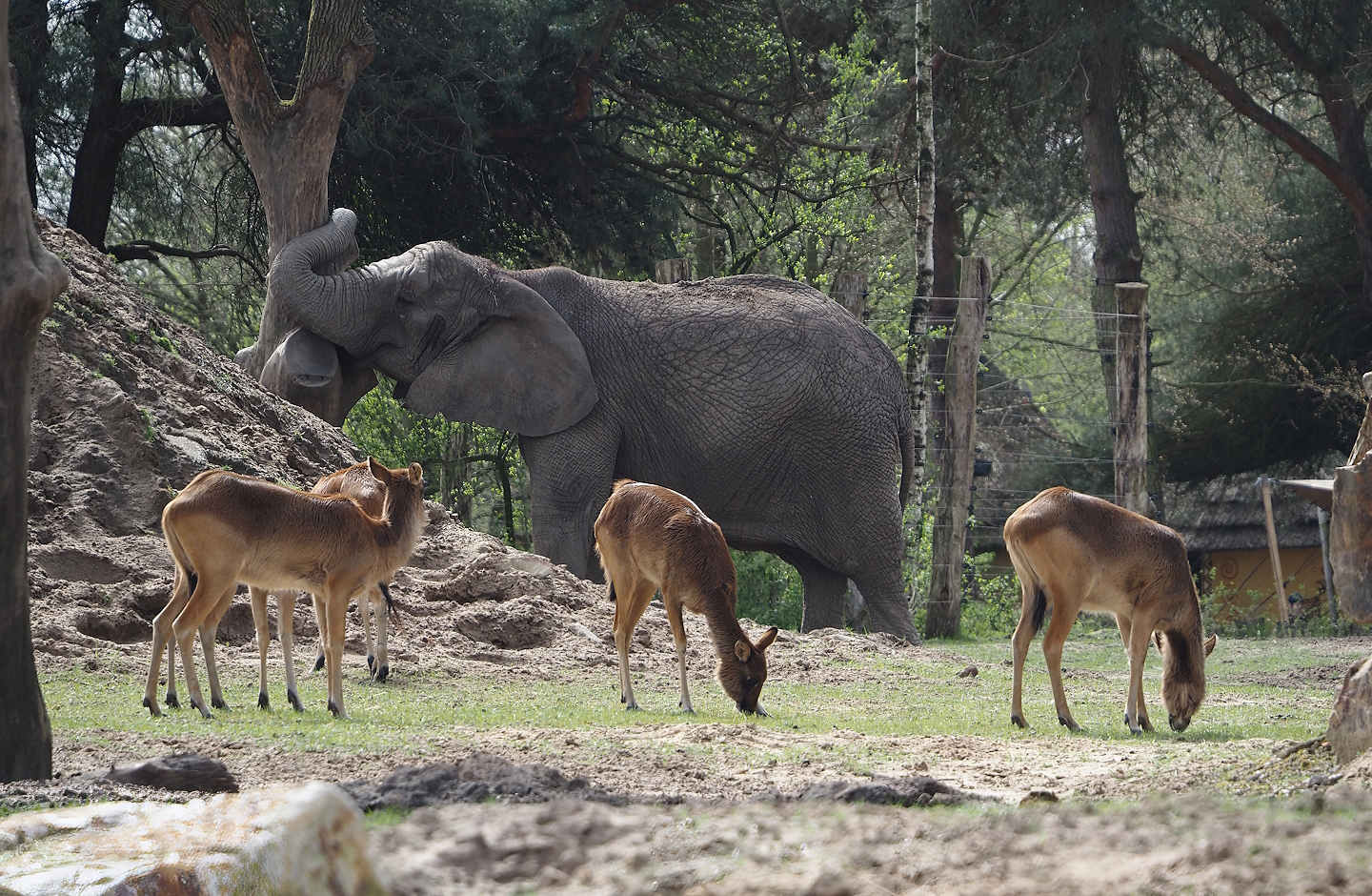 African bush elephant (Loxodonta africana) and Nile lechwes (Kobus megaceros), 2024-04-06