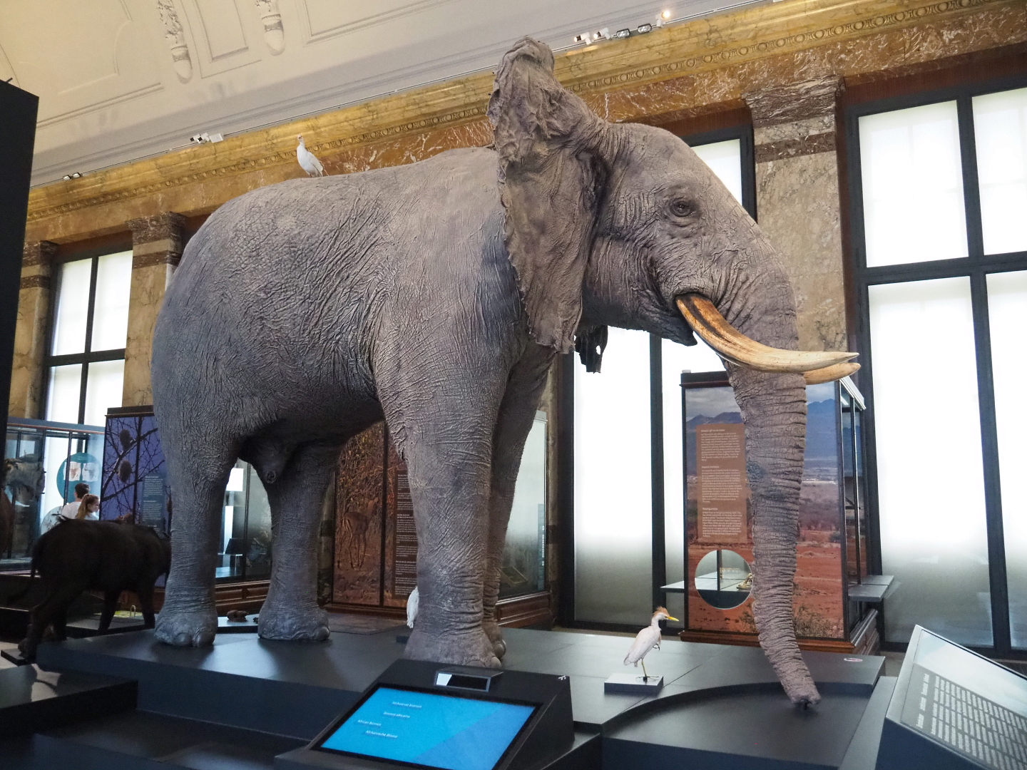 African bush elephant (Loxodonta africana) and Western cattle egrets (Bubulcus ibis) specimens, 2021-10-20