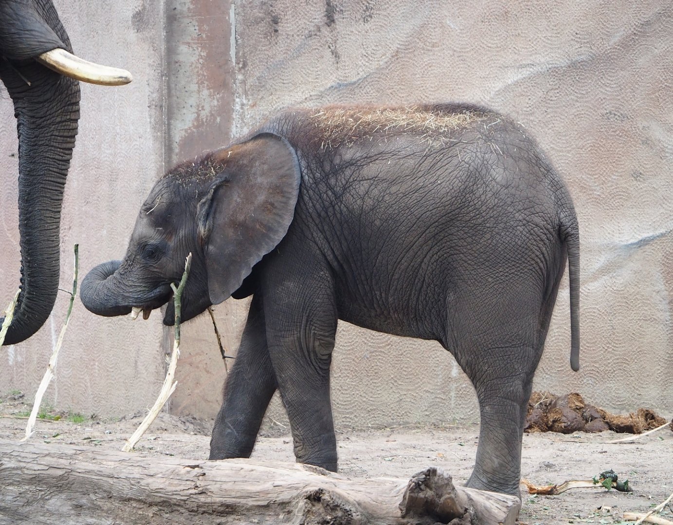 African bush elephant (Loxodonta africana) calf, 2023-08-17