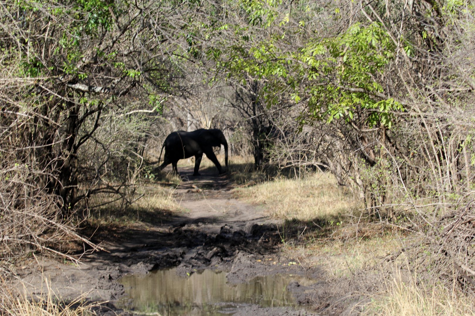 African bush elephant (Loxodonta africana) crossing